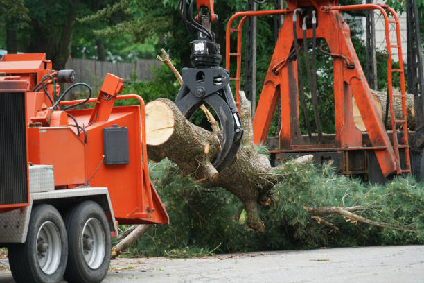 Best Tree Removal  in Stepping Stone, CO